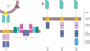 Brain Tumor Immuno-therapy Lab